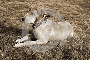 Black Mouth Cur dog Lies on the Grass of the Countryside