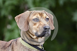 Black Mouth Cur Hound Beagle mixed breed dog