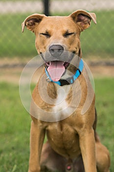 Black mouth cur mix