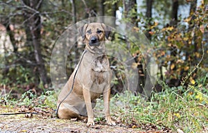 Black Mouth Cur mix dog adoption