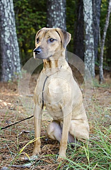 Black Mouth Cur Vizsla Hound mixed breed dog