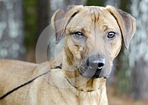 Black Mouth Cur Vizsla Hound mixed breed dog