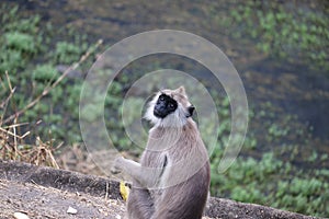 Black mouth langur monkey with it hand banana