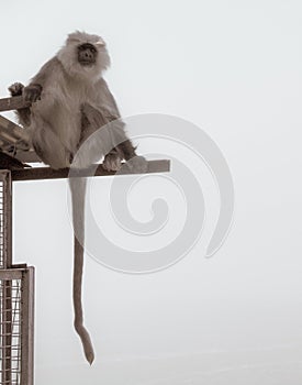 Black mouthed langoor monkey sitting on an iron shed with its tail hanging. Apes concept