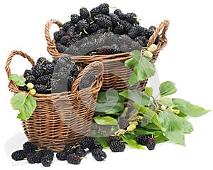 Black mulberries on baskets with leaves