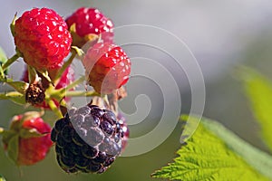 Black Mulberries Showing Their Natural Beauty