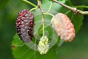 Black mulberry berries Morus nigra ripen on a tree branch