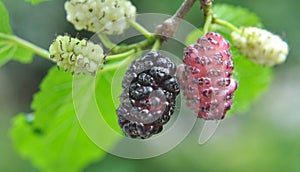Black mulberry berries Morus nigra ripen on a tree branch