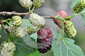 Black mulberry berries Morus nigra ripen on a tree branch