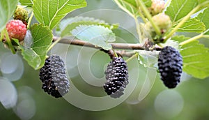 Black mulberry berries (Morus nigra) ripen on a tree branch