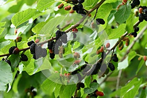 Black mulberry branch