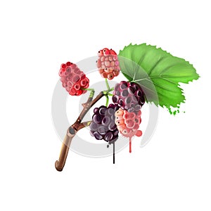 Black mulberry and leaves isolated on white background. Morus nigra, called black mulberry or blackberry. White mulberry. Green