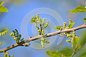 Black mulberry (Morus nigra L.). Branch with buds on a blue sky background