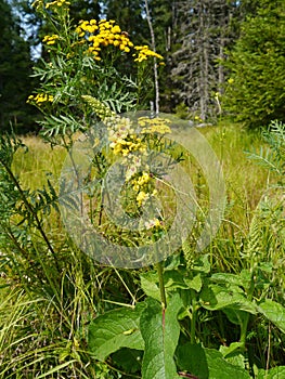 Black mullein, Verbascum nigrum flower