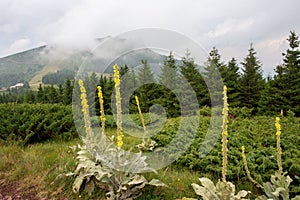 Black mullein Verbascum nigrum, on high mountains