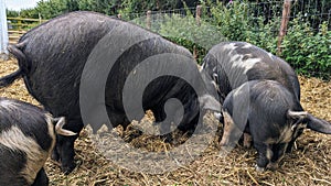 A black mummy pig sow with full teats forages with her piglets