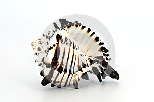 Black murex shell isolated photo