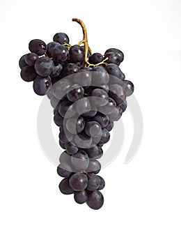 BLACK MUSCAT GRAPE vitis vinifera AGAINST WHITE BACKGROUND