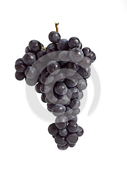 Black Muscat Grape, vitis vinifera, Fruit against White Background