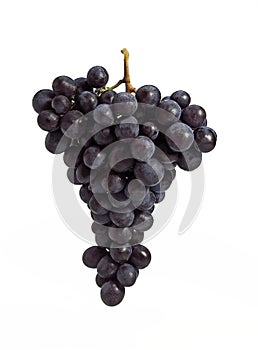 Black Muscat Grape, vitis vinifera, Fruit against White Background