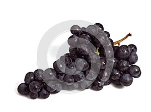 Black Muscat Grape, vitis vinifera, Fruit against White Background