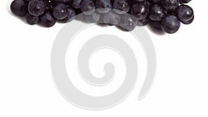 Black Muscat Grape, vitis vinifera, Fruit against White Background, Real Time,