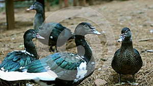 Black Muscovy Duck