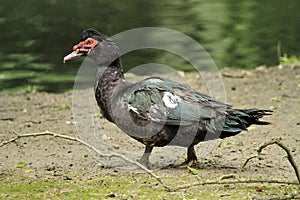 Black muscovy duck, cairina moschata