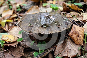 Black mushroom Lactarius necator in the autumn forest
