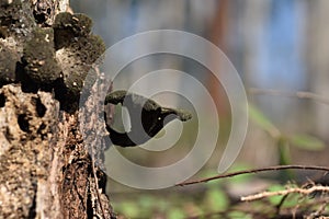 Black mushroom on nature, Craterellus fallax. photo