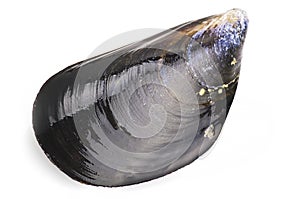 Black mussel