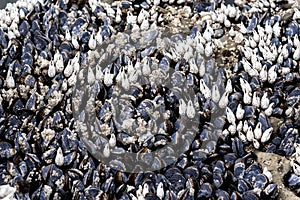 Black mussles on the rocks in Pacific Ocean