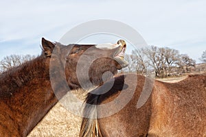 Black Mustang colt curling top lip