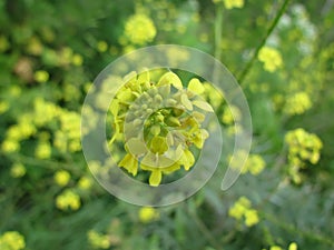 Black Mustard Brassica nigra photo