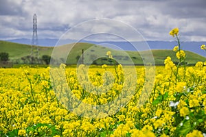 Black mustard field, Coyote Hills Regional Park, San Francisco bay, California