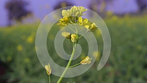 Black mustard field, indian Hills Gujarat agriculture,Natural footages clips for Mustard flower,cultivation of the mustard plant