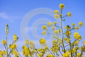 Black mustard flowers on a blue sky background; South San Francisco Bay Area, California