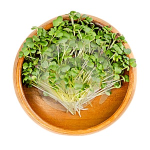 Black mustard microgreen, shoots of Brassica nigra, in wooden bowl