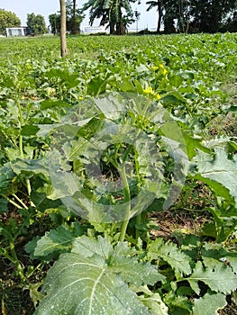 This is black mustard tree in india photo