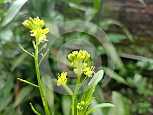 Black mustard seed flowers which began to bloom with blurring background.