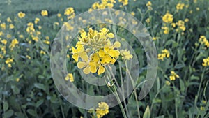 Black Mustard yellew flowers in in fields photo