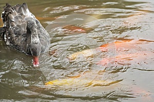 Black Mute Swan Cygnus olor swimming with Goldfish in a pond