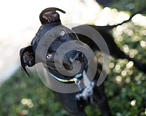 Black mutt dog looks hungry while standing in the garden with a blurry background