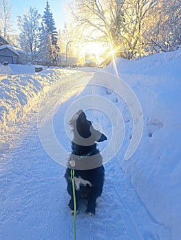Black Mutt Dog on a Snowy Trail, Sunny December Day in Anchorage, Alaska, Looking Up