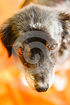 Black mutt pet dog cute indoors brown eyes warm old