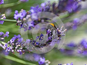 A black muzzle with big eyes of a fluffy thick bumblebee that sucks nectar from a flower with its proboscis