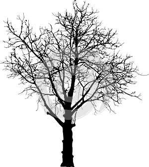 Black naked tree