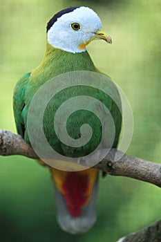 Black-naped fruit dove