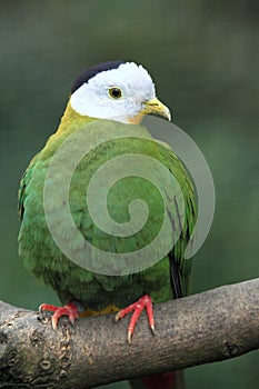 Black-naped fruit dove