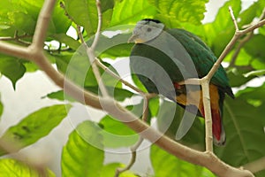 Black-naped fruit dove